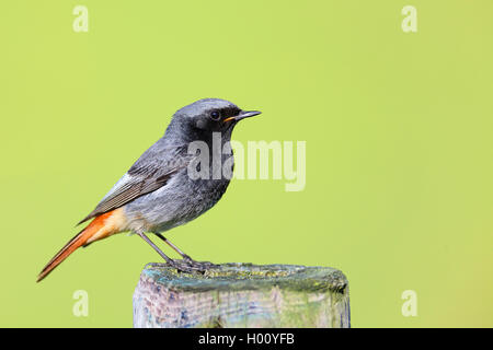 Black Redstart (Phoenicurus ochruros), männlich Sitzen auf einem Zaunpfosten, Seitenansicht, Niederlande, Friesland Stockfoto