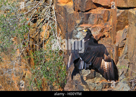 Verreaux's Eagle (Aquila verreauxii), an einer Felswand mit geöffneten Flügeln sitzend, Südafrika, Western Cape, Karoo National Park Stockfoto