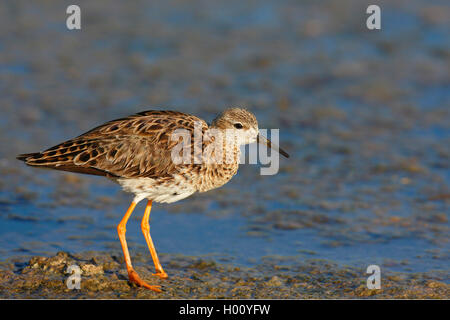 Kampfläufer (Philomachus pugnax), Weibliche stehen am Ufer, Seitenansicht, Griechenland, Lesbos Stockfoto