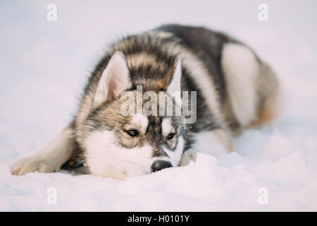 Lustige Husky Welpen Hund im Schnee sitzen. Winter-Saison. Hund auf rechten Seite Stockfoto