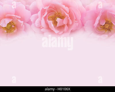 Drei zarte rosa Rosen auf den blassen Rosa Hintergrund getönten Bild Stockfoto