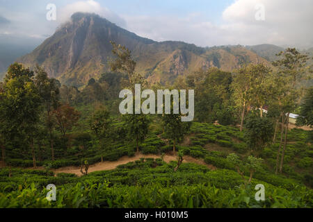 ELLA, SRI LANKA - 3. März 2014: Atemberaubende Blick auf berühmte Teeplantage und Landschaft in Ella. Stockfoto