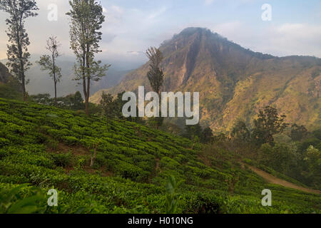 ELLA, SRI LANKA - 3. März 2014: Atemberaubende Blick auf berühmte Teeplantage und Landschaft in Ella. Stockfoto