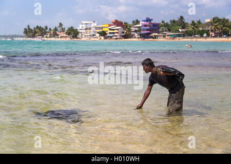 HIKKADUWA, SRI LANKA - 24. Februar 2014: lokale Mann Fütterung Schildkröten Algen. Dies ist ein beliebter Anziehungspunkt für Touristen zu sehen, tu Stockfoto