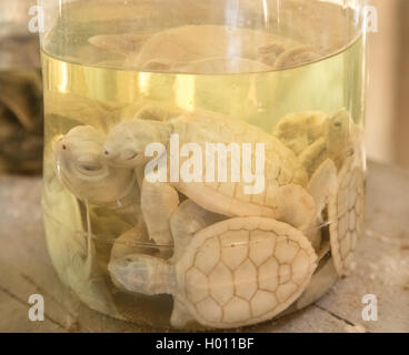 HABARADUWA, SRI LANKA - 11. März 2014: Albino Schildkröten in Glas jar bei Sea Turtle Farm und Brüterei. Das Center wurde im 1 begonnen. Stockfoto