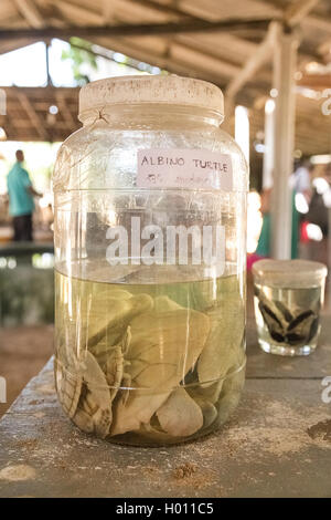 HABARADUWA, SRI LANKA - 11. März 2014: Albino Schildkröten in Glas jar bei Sea Turtle Farm und Brüterei. Das Center wurde im 1 begonnen. Stockfoto