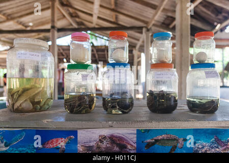 HABARADUWA, SRI LANKA - 11. März 2014: Schildkröten und Eiern in Gläsern an Sea Turtle Farm und Brüterei. Die Mitte begann ich Stockfoto