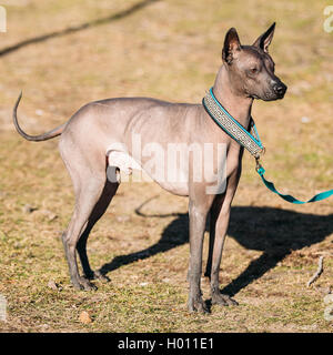 Xoloitzcuintle. Xoloitzcuintli oder Xolo kurz, ist eine haarlose Rasse des Hundes Stockfoto