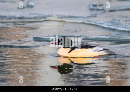 Gänsesäger (Mergus Merganser), Schwimmen männliche zwischen Eis auf dem Wasser, Seitenansicht, Deutschland, Mecklenburg-Vorpommern Stockfoto