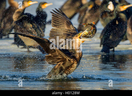Kormoran (Phalacrocorax carbo), mit Preyed Barsch, Deutschland, Mecklenburg-Vorpommern Stockfoto