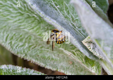 Wolle carder Biene (Anthidium manicatum, Anthidium maculatum), Weibliche sammelt Nestmaterial, Deutschland, Mecklenburg-Vorpommern Stockfoto