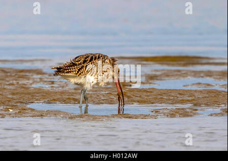 Western Brachvögel (Numenius arquata), fedds ein wattwurm, Deutschland, Mecklenburg-Vorpommern Stockfoto