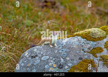 Hermelin Hermelin, Short-tailed weasel (Mustela erminea), auf einer Flechte bedeckt Boulder, Norwegen, Lofoten Stockfoto