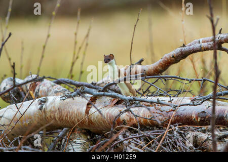 Hermelin Hermelin, Short-tailed weasel (Mustela erminea), auf einen umgestürzten Baumstamm, Norwegen, Lofoten Stockfoto