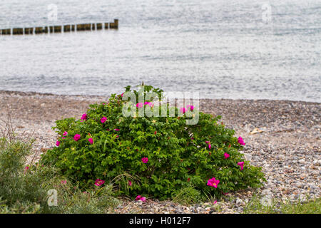 Rugosa Rose, Japanische Rose (Rosa rugosa), blühende an der Ostsee, Deutschland, Mecklenburg-Vorpommern Stockfoto