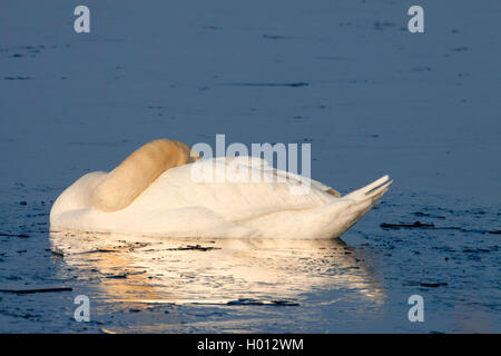 Höckerschwan (Cygnus olor), Schlafen, Deutschland, Schleswig-Holstein Stockfoto