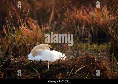 Höckerschwan (Cygnus olor), die Tierzucht Erwachsenen auf dem Nest, Deutschland, Schleswig-Holstein Stockfoto