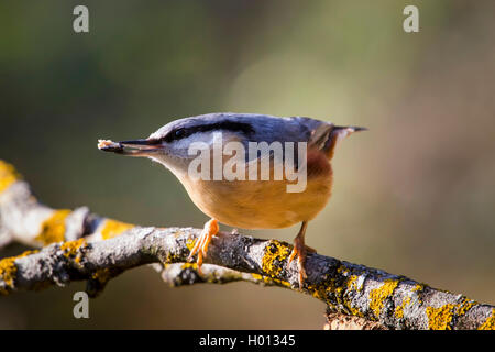 Eurasischen Kleiber (Sitta europaea), bei der Suche Essen auf einem kleinen Zweig, Schweiz, Sankt Gallen Stockfoto