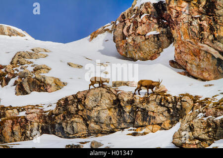 Alpensteinbock (Capra ibex, Capra ibex Ibex), weibliche Steinböcke mit fawn Suche Essen in den Bergen, in der Schweiz, Graubünden, Piz Bernina Stockfoto