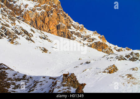 Alpensteinbock (Capra ibex, Capra ibex Ibex), in den Bergen steht am Rand einer Klippe, im Schnee, in der Schweiz, Graubünden, Piz Bernina Stockfoto