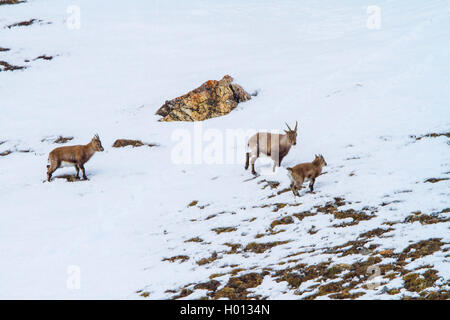 Alpensteinbock (Capra ibex, Capra ibex Ibex), weibliche Steinböcke mit fawn Überfahrt in die Berge ein schneefeld, Schweiz, Graubünden, Piz Bernina Stockfoto