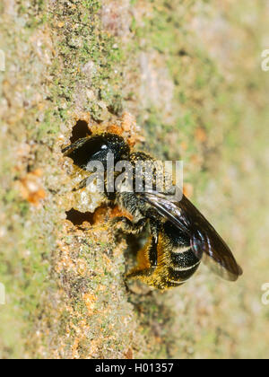 Heriades truncorum (Osmia Heriades truncorum, truncorum), weibliche Gebäude ein Nest, Deutschland Stockfoto