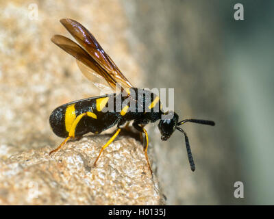 Parasitische Wespe (Leucospis dorsigera), weiblich, Deutschland Stockfoto