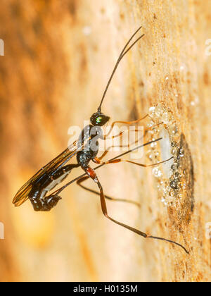 Ichneumon fliegen, ichneumons (Ichneumonidae), Eiablage der Weibchen im Nest von Osmia truncorum, Deutschland Stockfoto