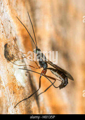 Ichneumon fliegen, ichneumons (Ichneumonidae), Eiablage der Weibchen im Nest von Osmia truncorum, Deutschland Stockfoto