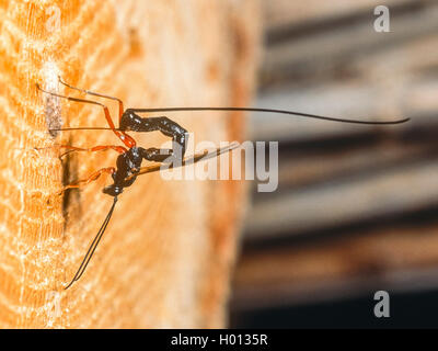 Ichneumon fliegen, ichneumons (Ichneumonidae), Eiablage der Weibchen im Nest von Osmia truncorum, Deutschland Stockfoto