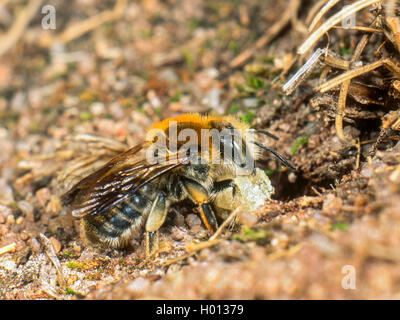 Große anthid Biene (Anthidium byssinum), Weibliche mit Harz von Kiefern (Pinus sylvestris) im Nest, Deutschland Stockfoto