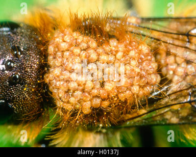 Mason Bee (Osmia brevicornis), männlich mit vielen Acari, Deutschland Stockfoto