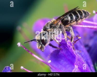 Mason Bee (Osmia adunca), Weibliche Nahrungssuche auf der Viper Bugloss (Echium vulgare), Deutschland Stockfoto