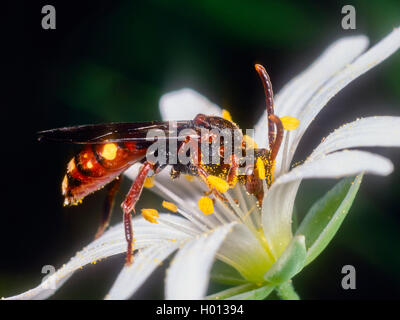 Nomad Bee (Nomada spec.), sammelt Pollen, Deutschland Stockfoto