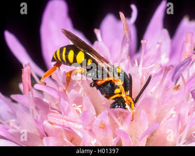 Nomad Bee (Nomada emarginata), Weibliche Nahrungssuche auf Feld-witwenblume (Knautia arvensis), Deutschland Stockfoto