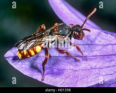 Nomad Bee (Nomada braunsiana), Weibliche auf einer Glockenblume (Campanula spec.), Deutschland Stockfoto