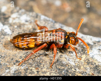 Flavous Nomad Bee (Nomada flava), Weibliche sitzt auf einem Stein, Deutschland Stockfoto