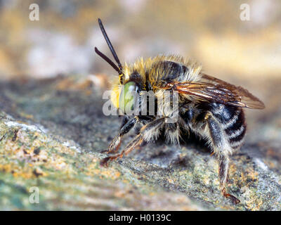 Kleine Blume-Biene (Anthophora Bimaculata), Männlich, Deutschland Stockfoto