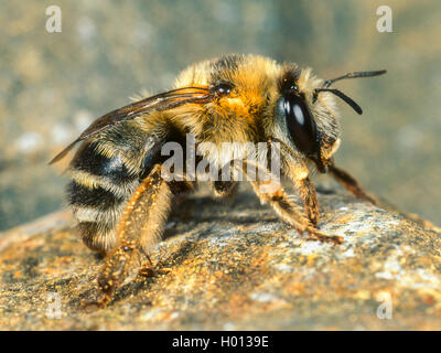 Blume Biene (Anthophora aestivalis), weiblich, Deutschland Stockfoto