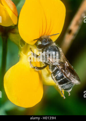 Mason Bee (Osmia ravouxi), männlich Nahrungssuche auf gemeinsame Bird's-Fuß (Lotus corniculatus), Deutschland Stockfoto