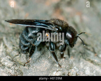 Violett Tischler Biene (Xylocopa violacea), weiblich, Deutschland Stockfoto