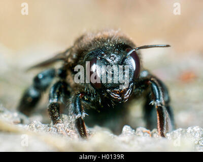 Violett Tischler Biene (Xylocopa violacea), weiblich, Deutschland Stockfoto