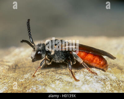 Blut Biene (Sphecodes albilabris), weiblich, Deutschland Stockfoto