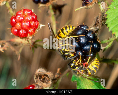 Deutsche Wespe (Vespula germanica, Vespa germanica, Paravespula germanica), Wespen füttern Früchte der Rubus, Deutschland Stockfoto