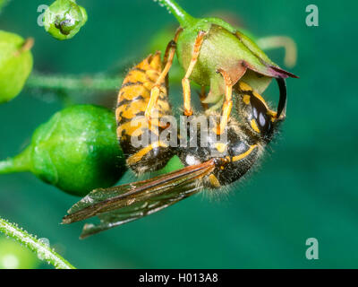Deutsche Wespe (Vespula germanica, Vespa germanica, Paravespula germanica), Wespen auf Nahrungssuche Figwort (Scrophularia nodosa), Deutschland Stockfoto