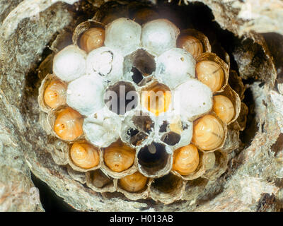 Sächsische Wespe (Dolichovespula saxonica, Vespula saxonica), Nest mit Larven, Deutschland Stockfoto