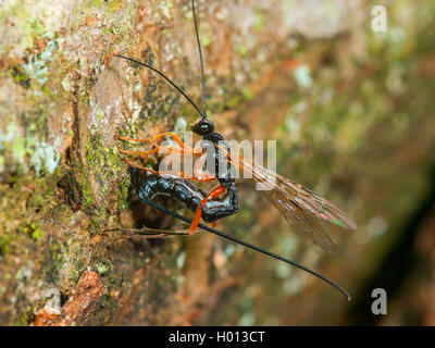 Ichneumon fliegen, ichneumons (Ichneumonidae), Eiablage durch weibliche in englischer Eiche (Quercus robur), Deutschland Stockfoto