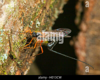 Ichneumon fliegen, ichneumons (Ichneumonidae), Eiablage durch weibliche in englischer Eiche (Quercus robur), Deutschland Stockfoto