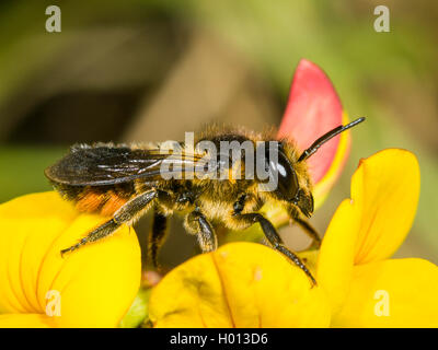 Gemeinsame leafcutter Biene, gemeinsame leafcutting Biene, rose Blatt-schneiden von Biene, Megachile Blatt-Cutter Bee, leafcutter Biene (Megachile centuncularis, Megachile versicolor), Weibliche Nahrungssuche auf gemeinsame Bird's-foot Trefoil (Lotus corniculatus), Deutschland Stockfoto