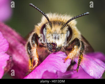 Blatt-Cutter Bee (Megachile Nigriventris), männlich Nahrungssuche auf Klamme Campion (Silene viscaria), Deutschland Stockfoto